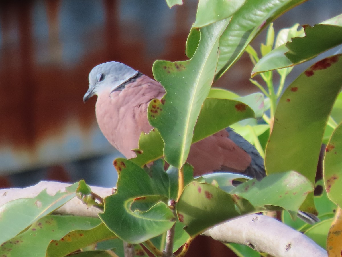 Red Collared-Dove - ML645690741