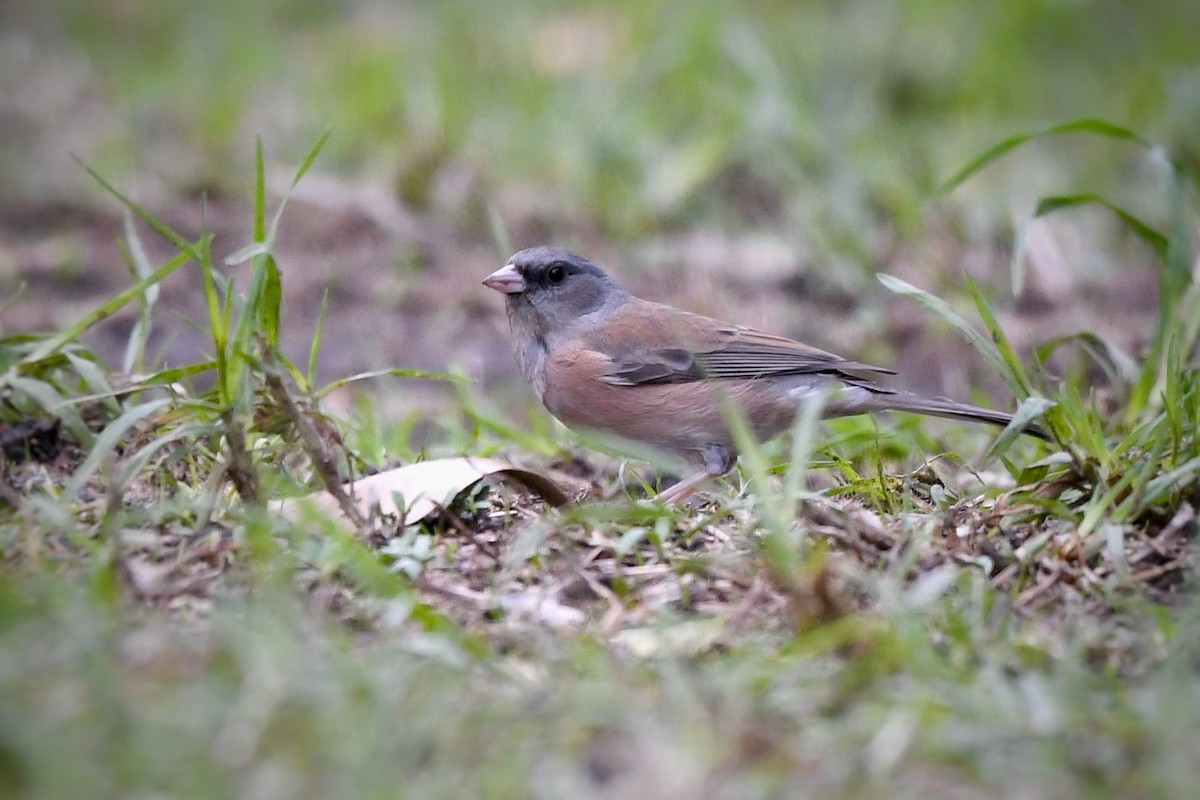 Dark-eyed Junco (Pink-sided) - ML645690742