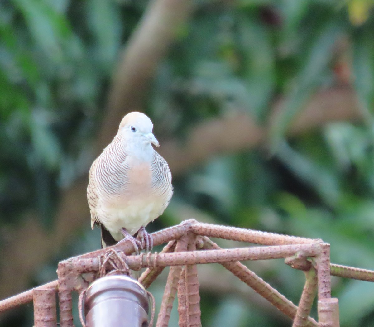 Zebra Dove - ML645690754