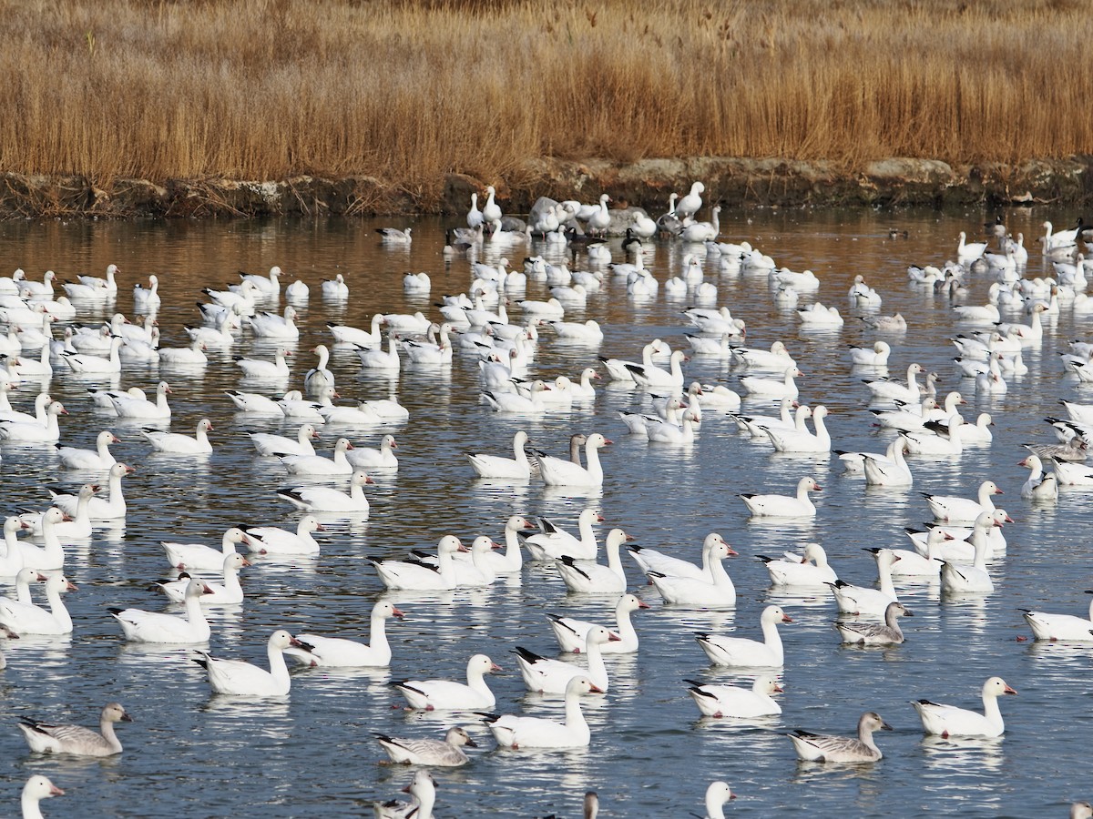 Snow Goose - ML645690756