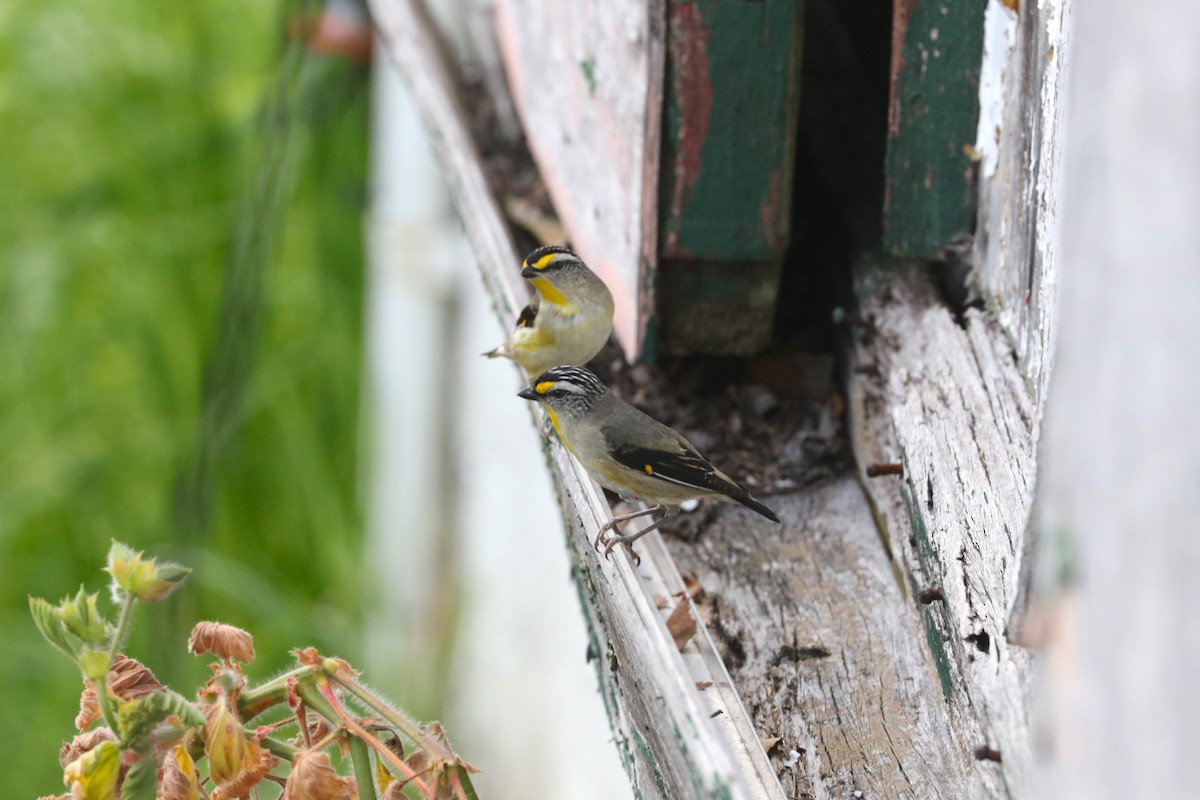 Striated Pardalote - ML645690764