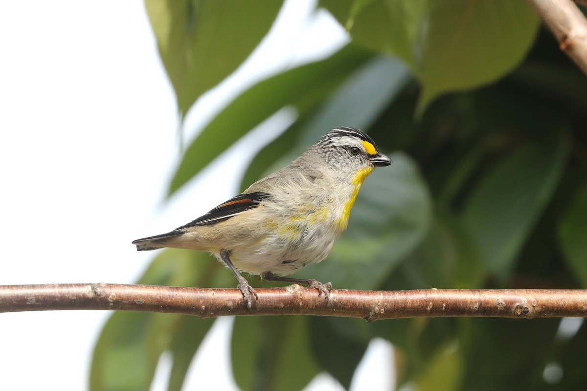Striated Pardalote - ML645690765