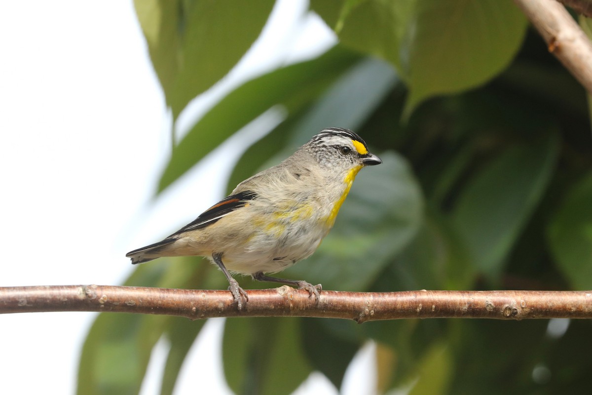 Striated Pardalote - ML645690766