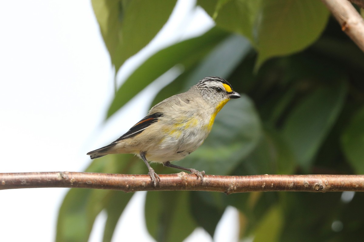 Striated Pardalote - ML645690767
