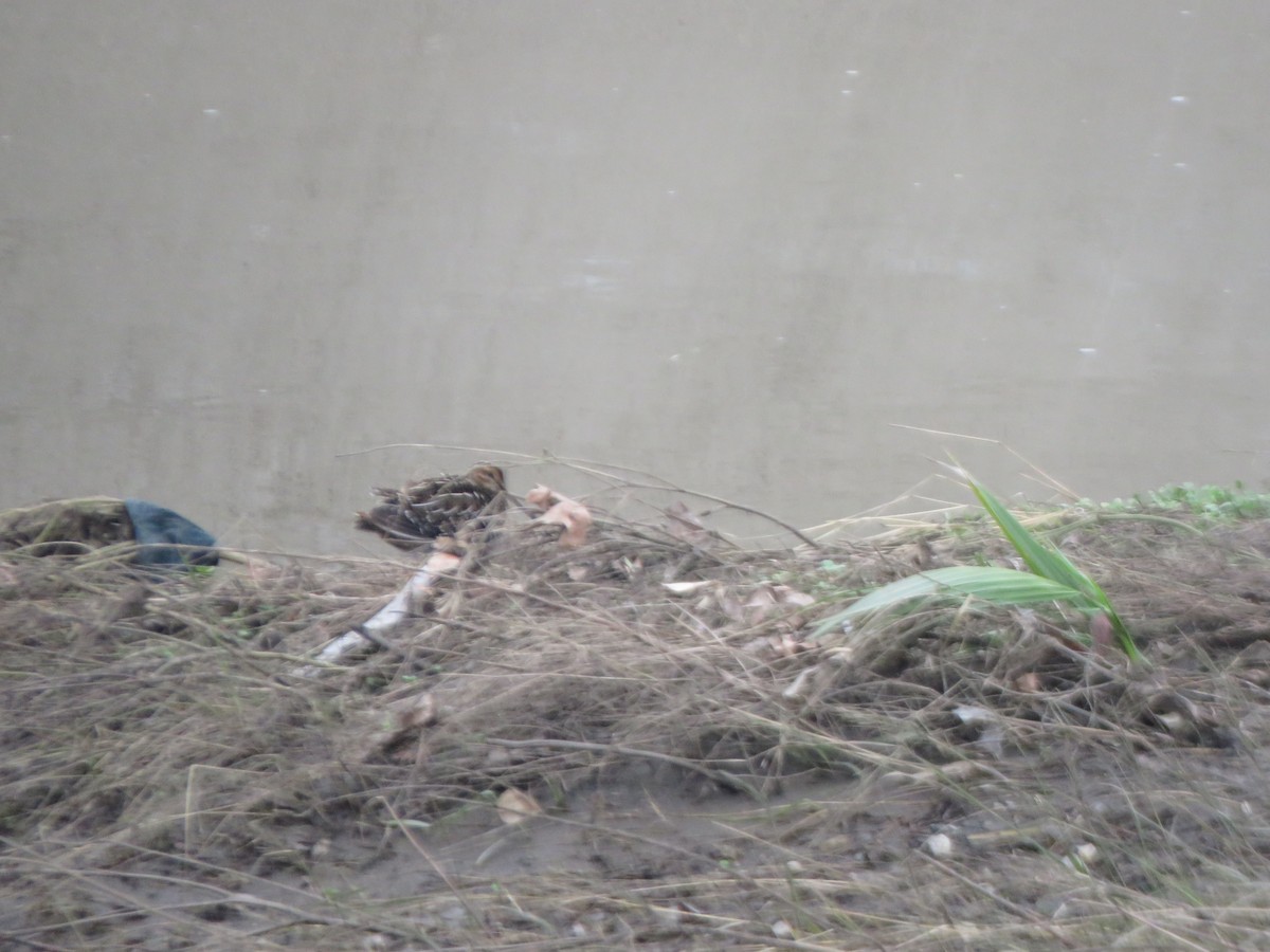 Wilson's Snipe - ML645690768