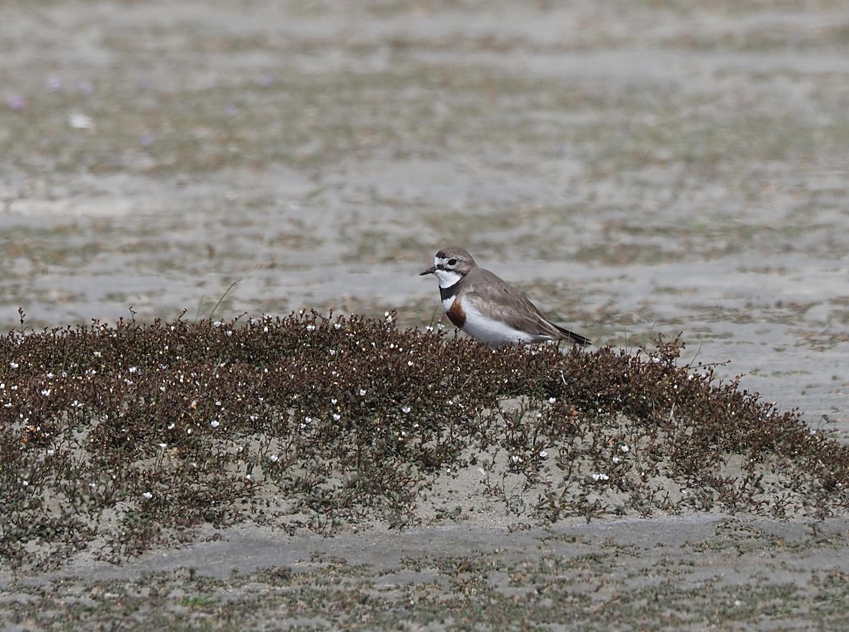 kulík dvoupruhý - ML645690770