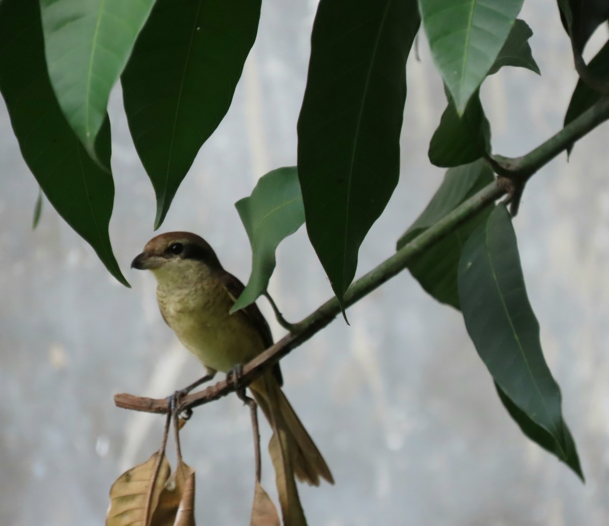 Brown Shrike - ML645690771