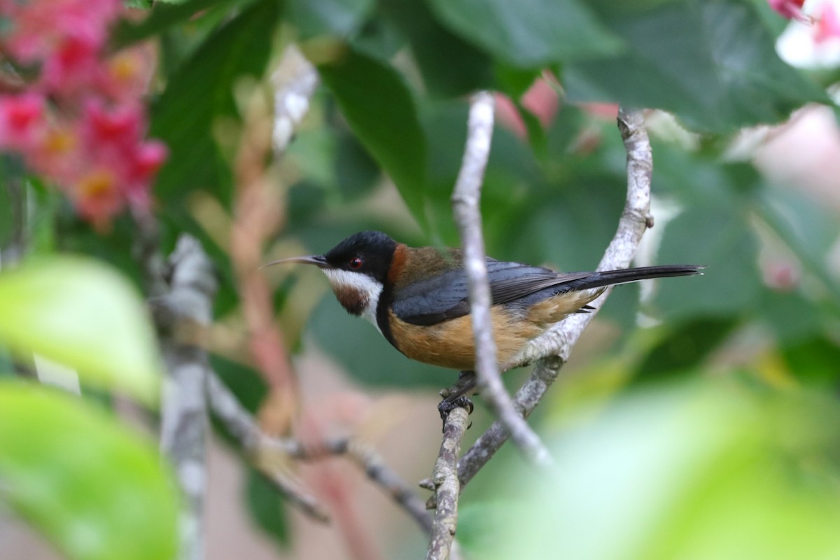Eastern Spinebill - ML645690777