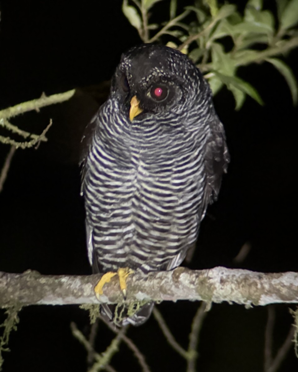 Black-banded Owl - ML645690778