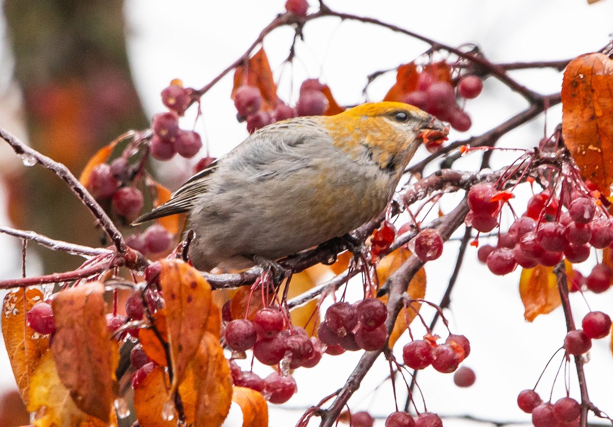 Смеречник тайговий - ML645690781
