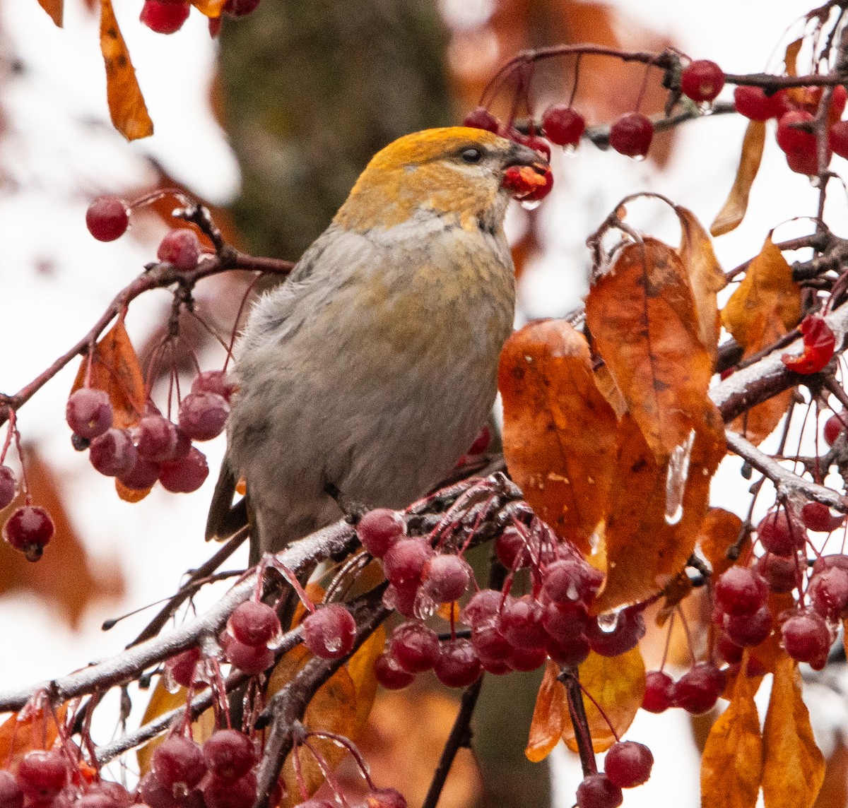 Смеречник тайговий - ML645690783