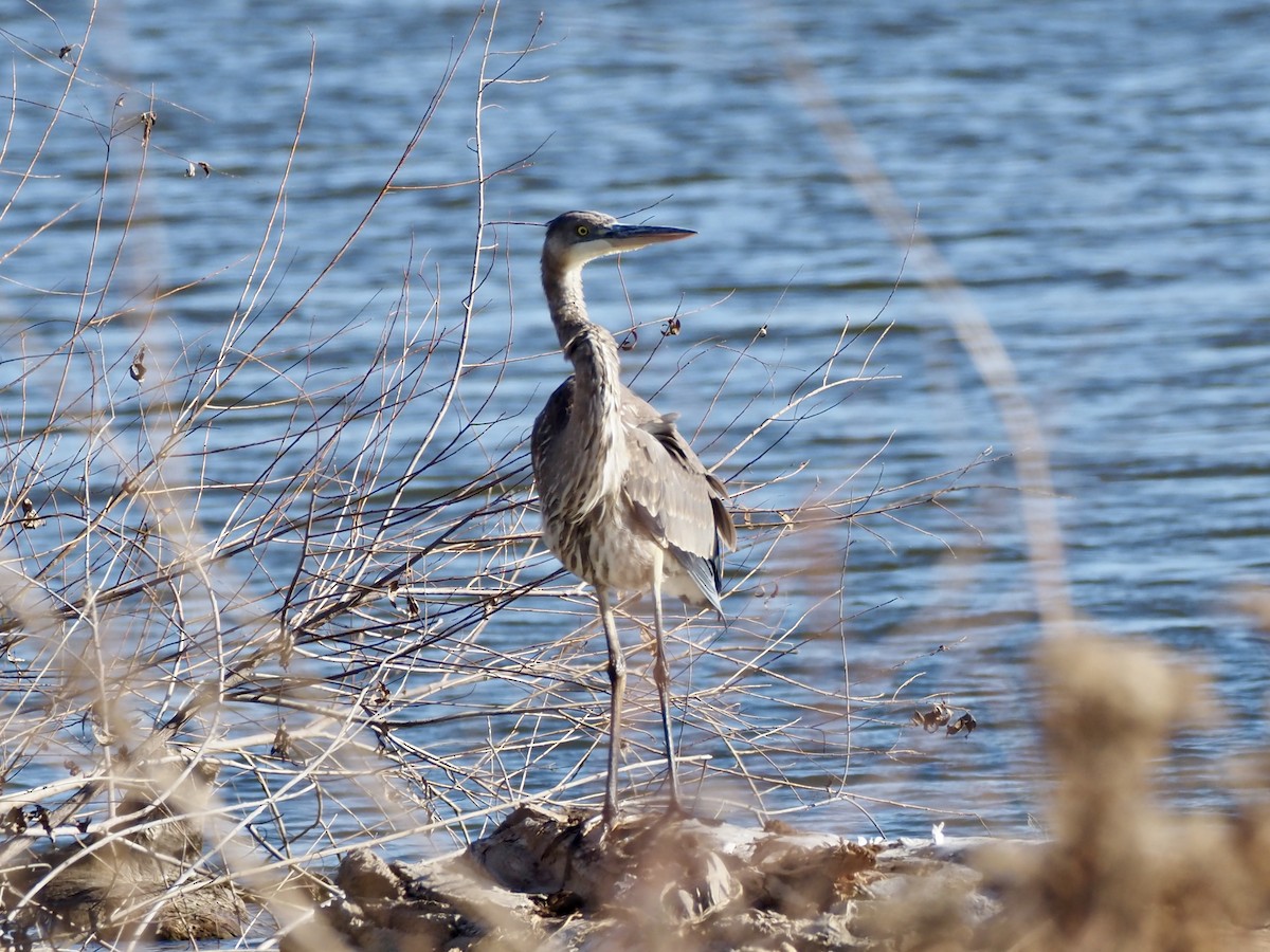 Great Blue Heron - ML645690786