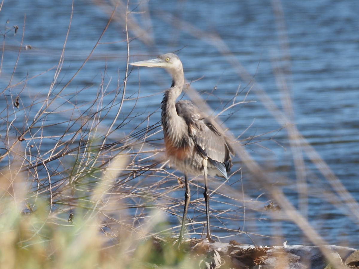 Great Blue Heron - ML645690788