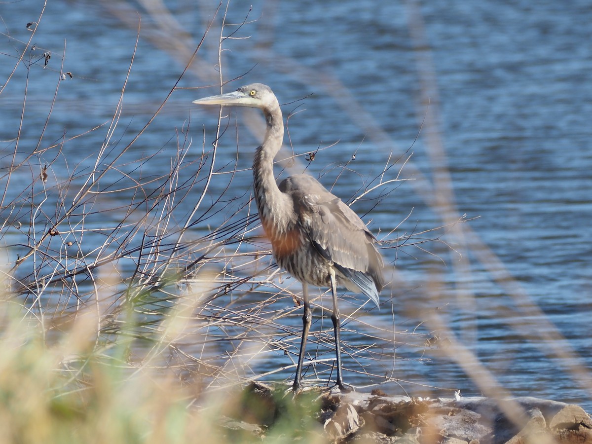 Great Blue Heron - ML645690789