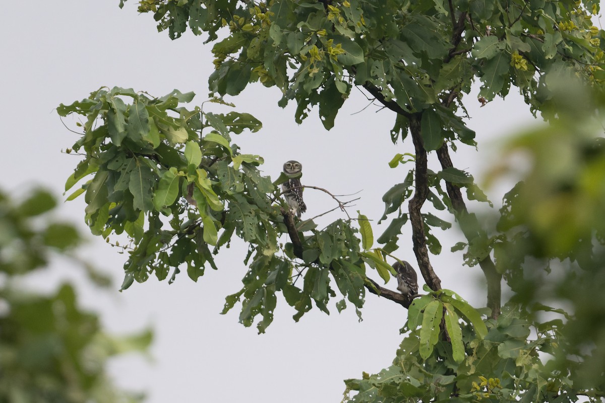 Forest Owlet - ML645690791