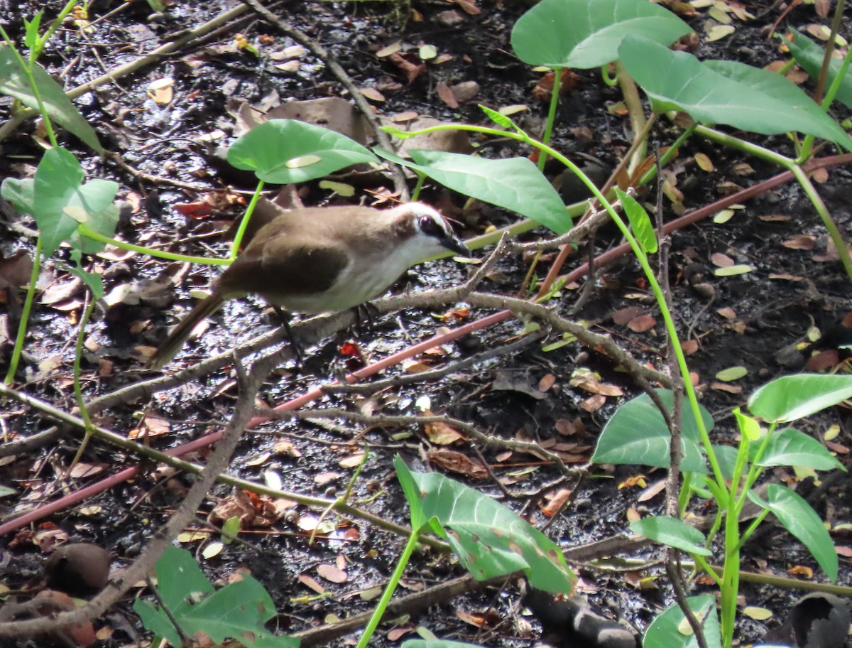 Yellow-vented Bulbul - ML645690792
