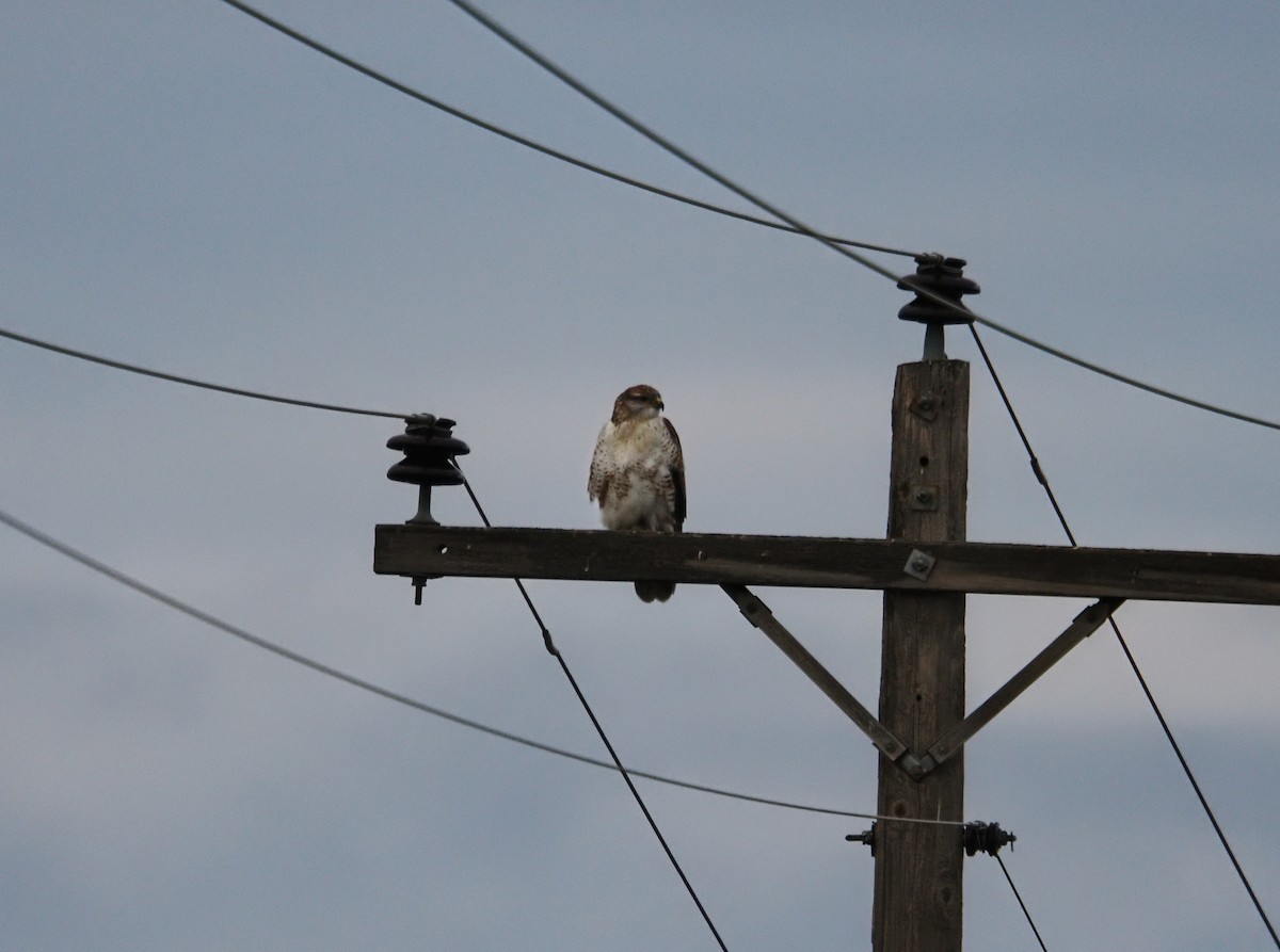 Ferruginous Hawk - ML645690796