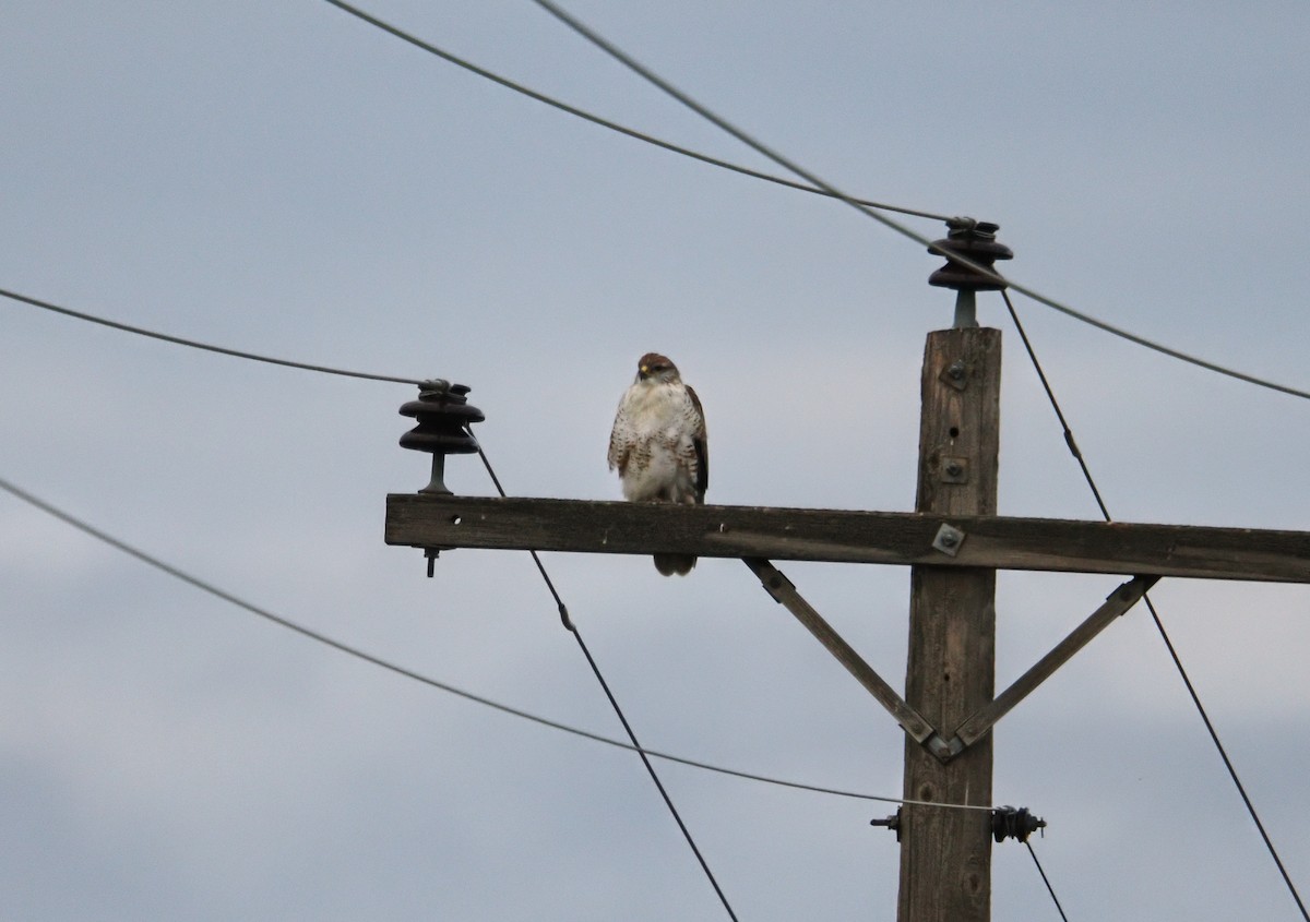 Ferruginous Hawk - ML645690797