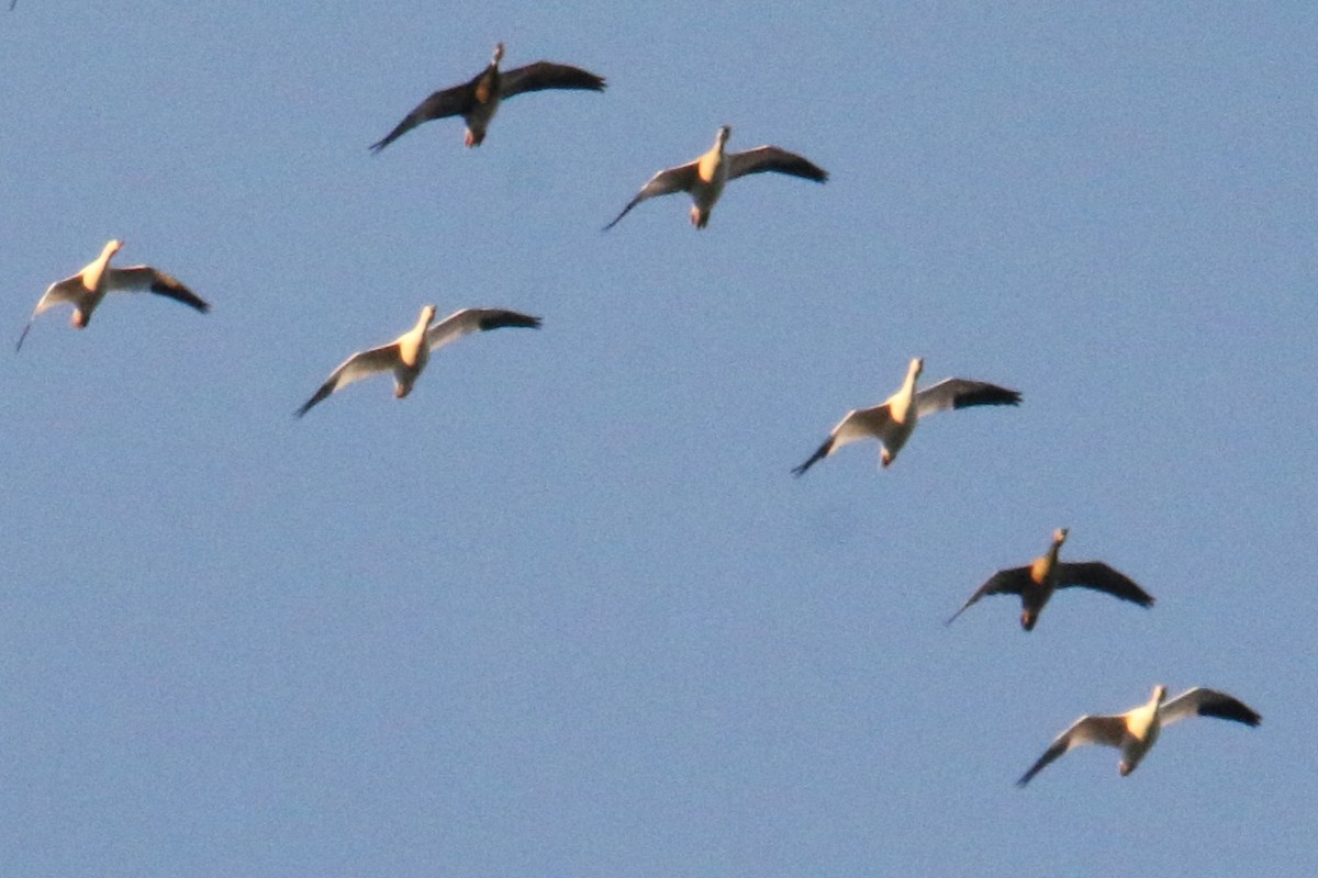 Snow Goose - ML645690799