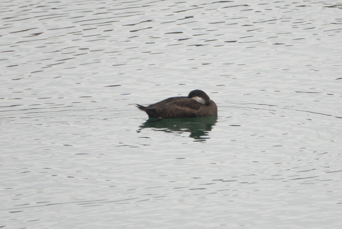 クロガモ - ML645690810