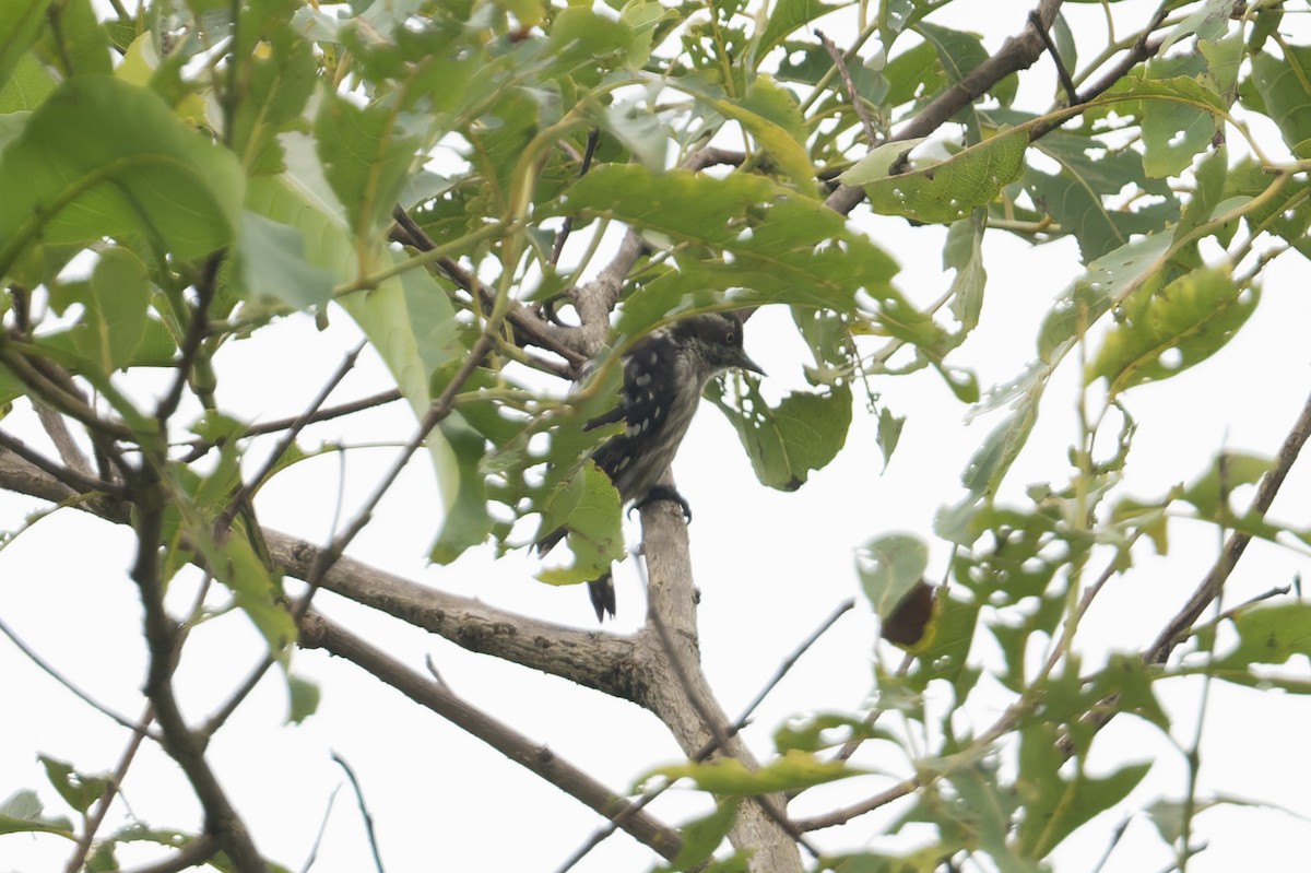 Brown-capped Pygmy Woodpecker - ML645690814