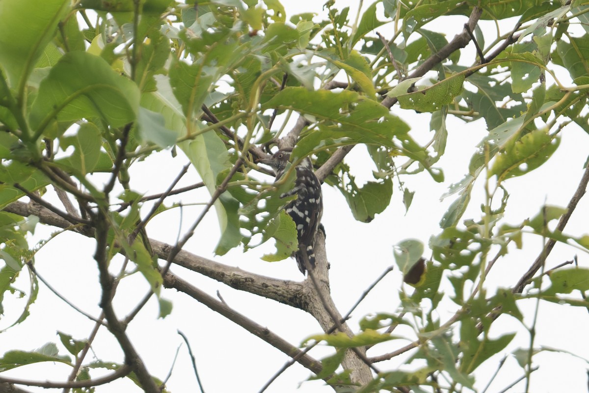 Brown-capped Pygmy Woodpecker - ML645690815
