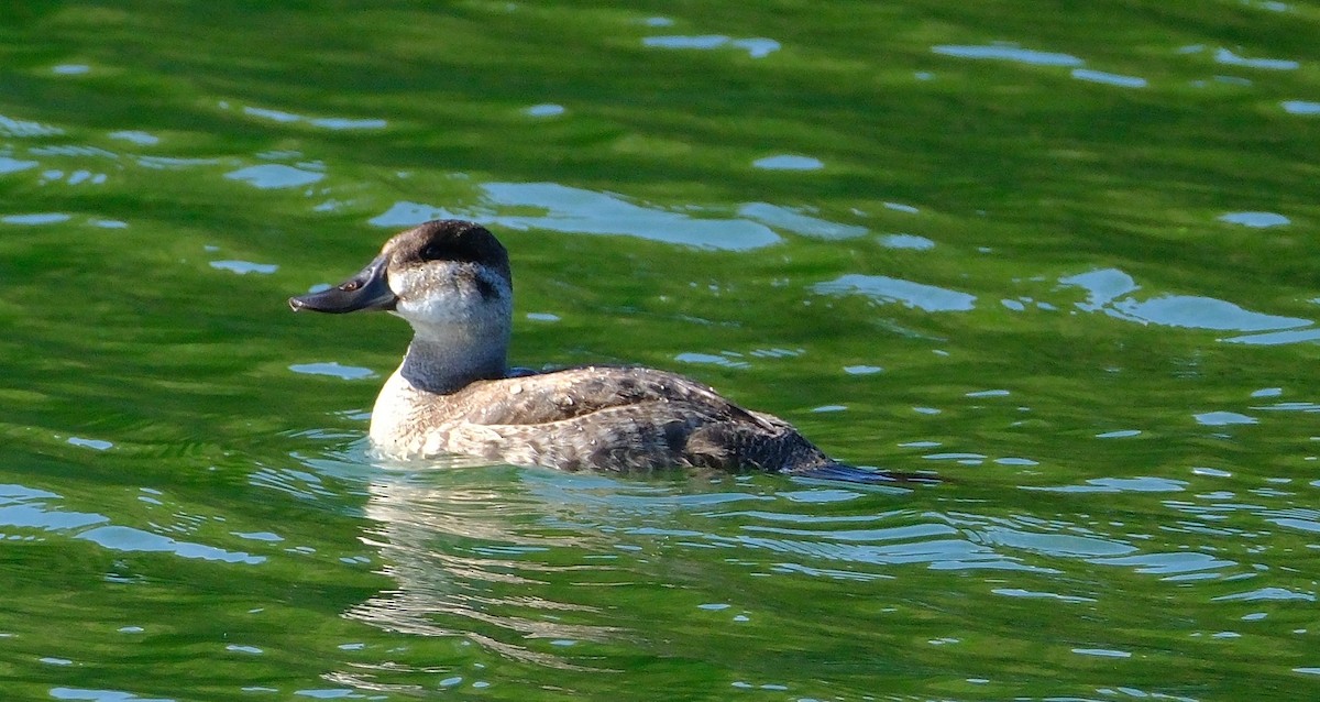 kobberand - ML645690822