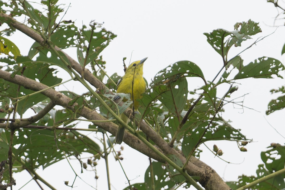 Common Iora - ML645690823
