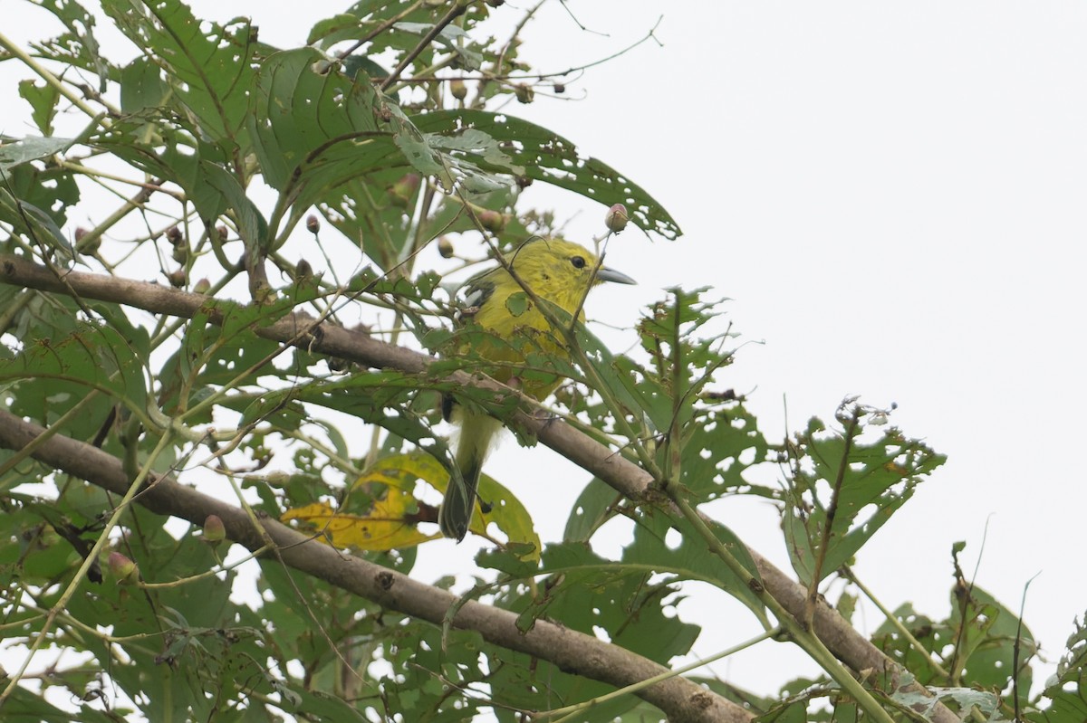 Common Iora - ML645690824