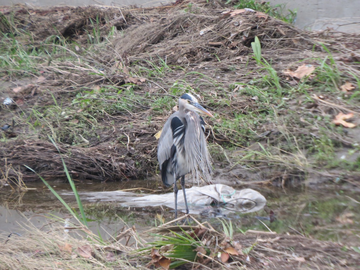 Great Blue Heron - ML645690826