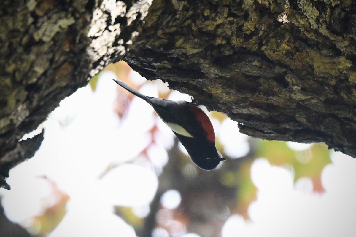 Painted Redstart - ML645690828