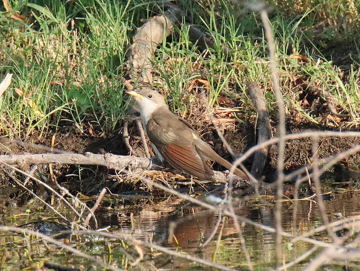 Yellow-billed Cuckoo - ML645690829