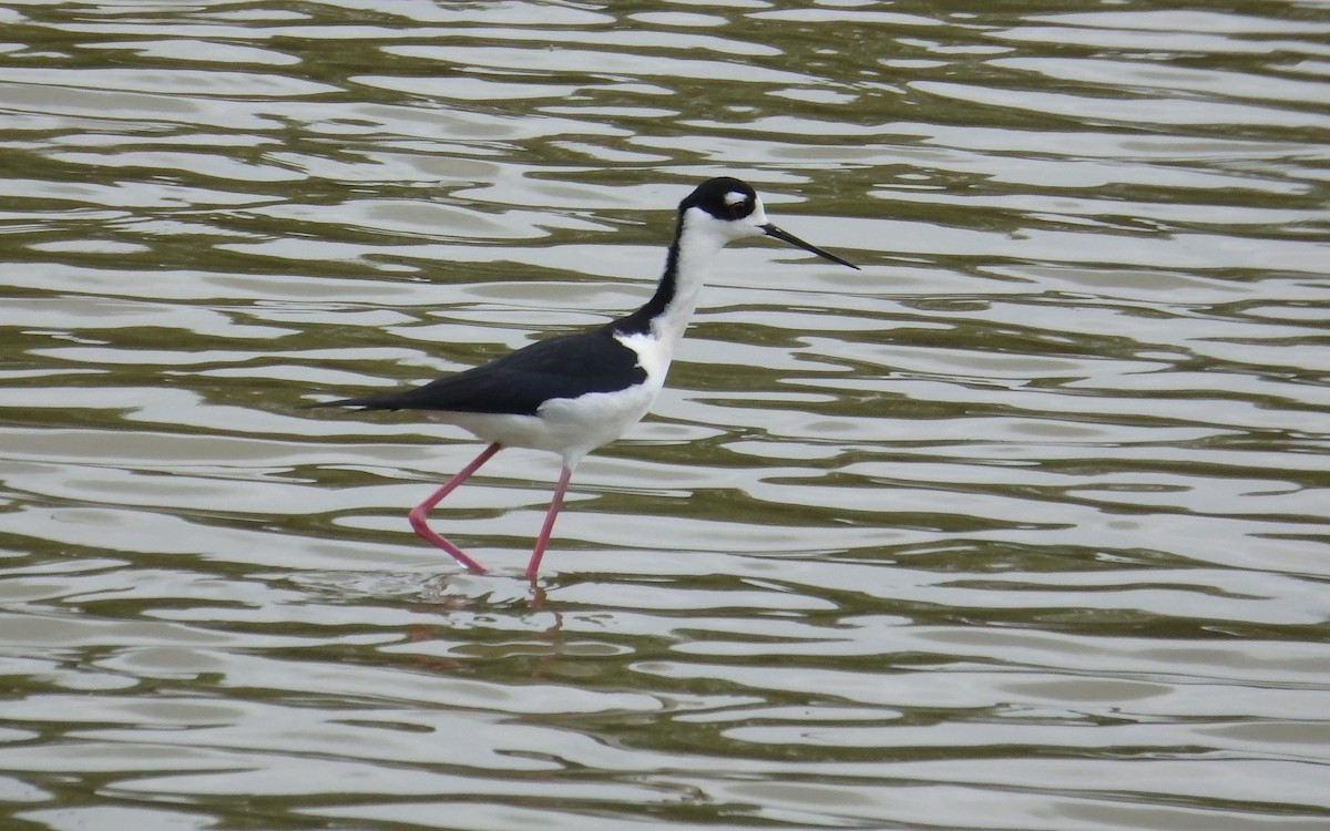 Black-necked Stilt - ML645690841