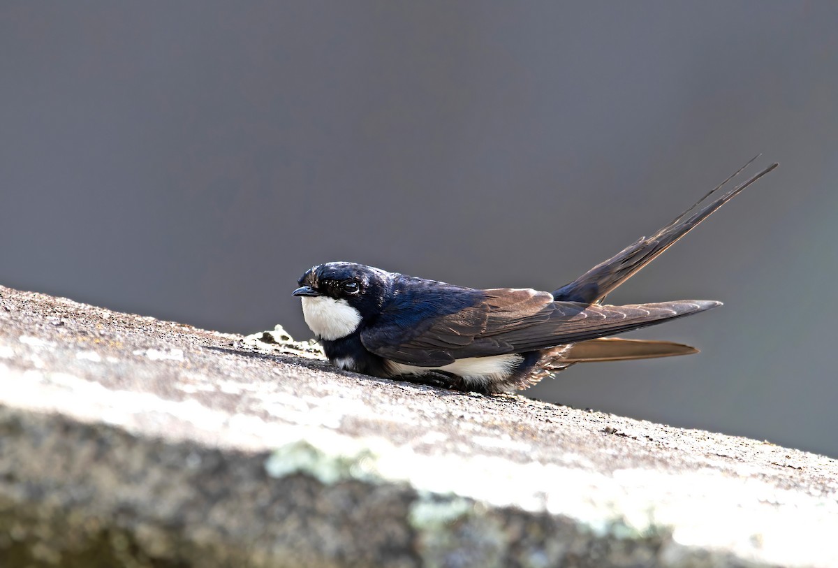 Black-collared Swallow - ML645690843