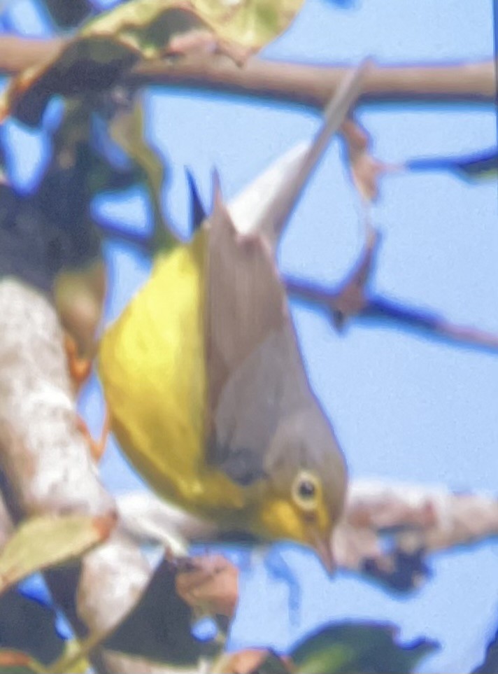 Reinita Canadiense - ML645690844