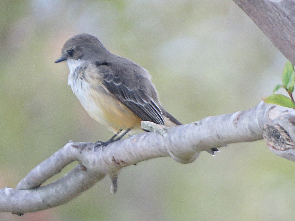 Vermilion Flycatcher - ML645690851