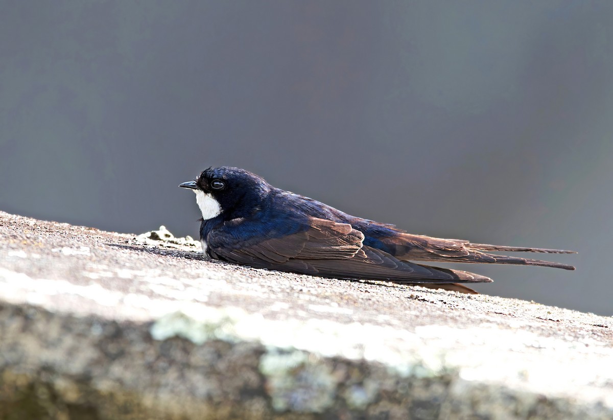 Black-collared Swallow - ML645690852