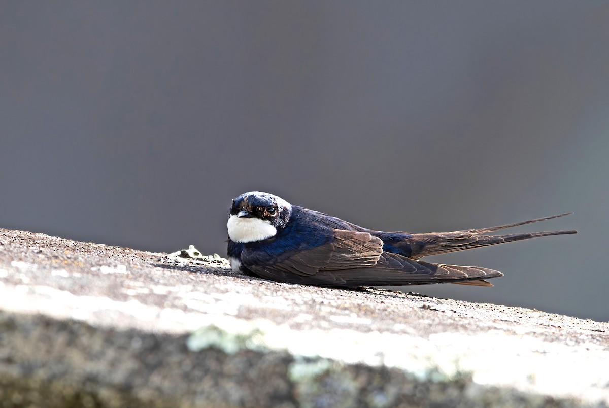 Black-collared Swallow - ML645690854