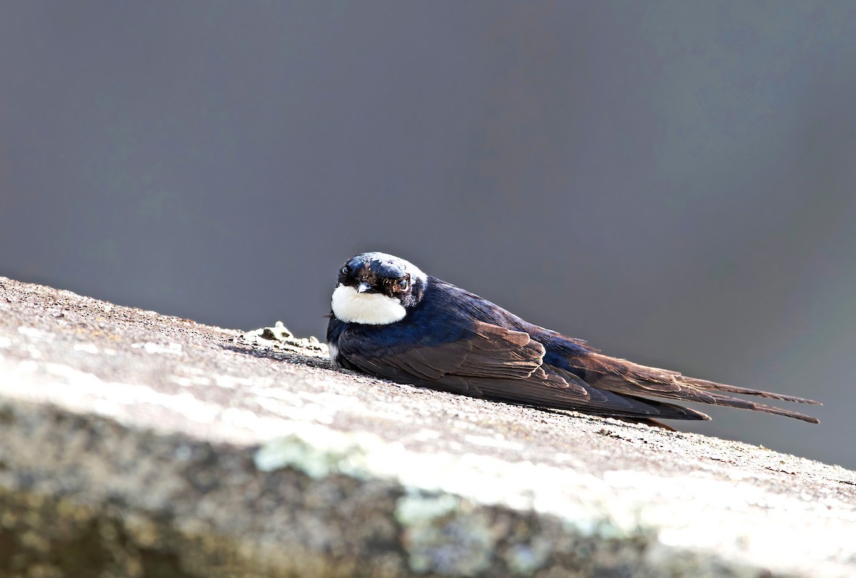 Black-collared Swallow - ML645690856