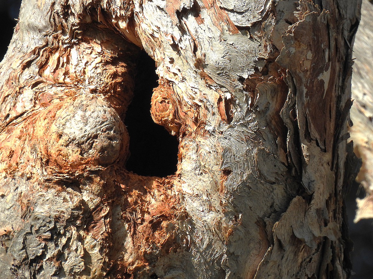 彩虹吸蜜鸚鵡 - ML645690858