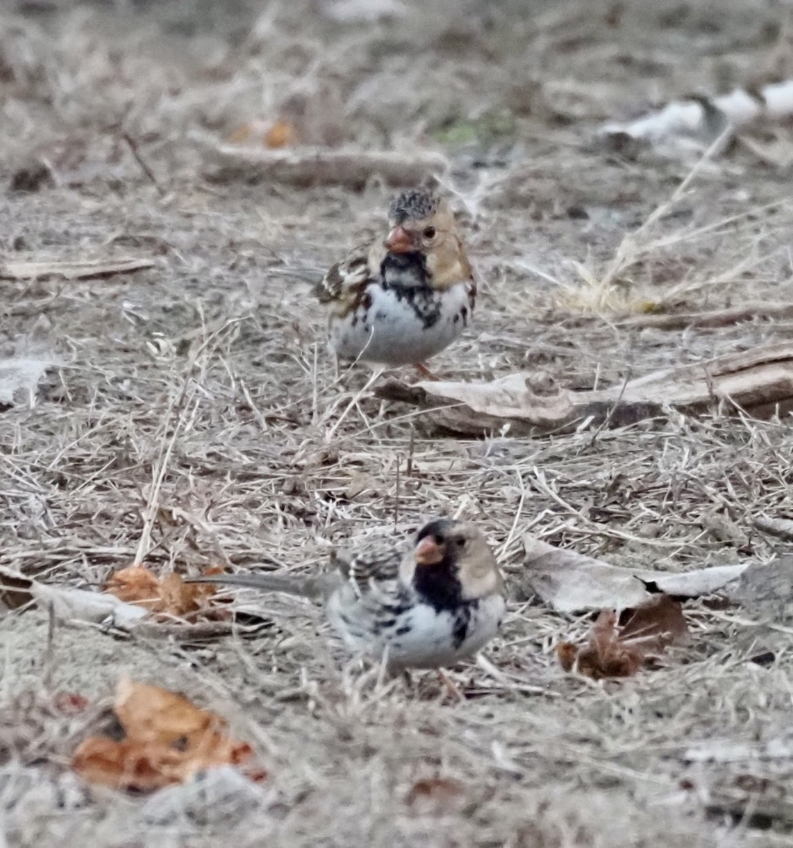 Harris's Sparrow - ML645690860