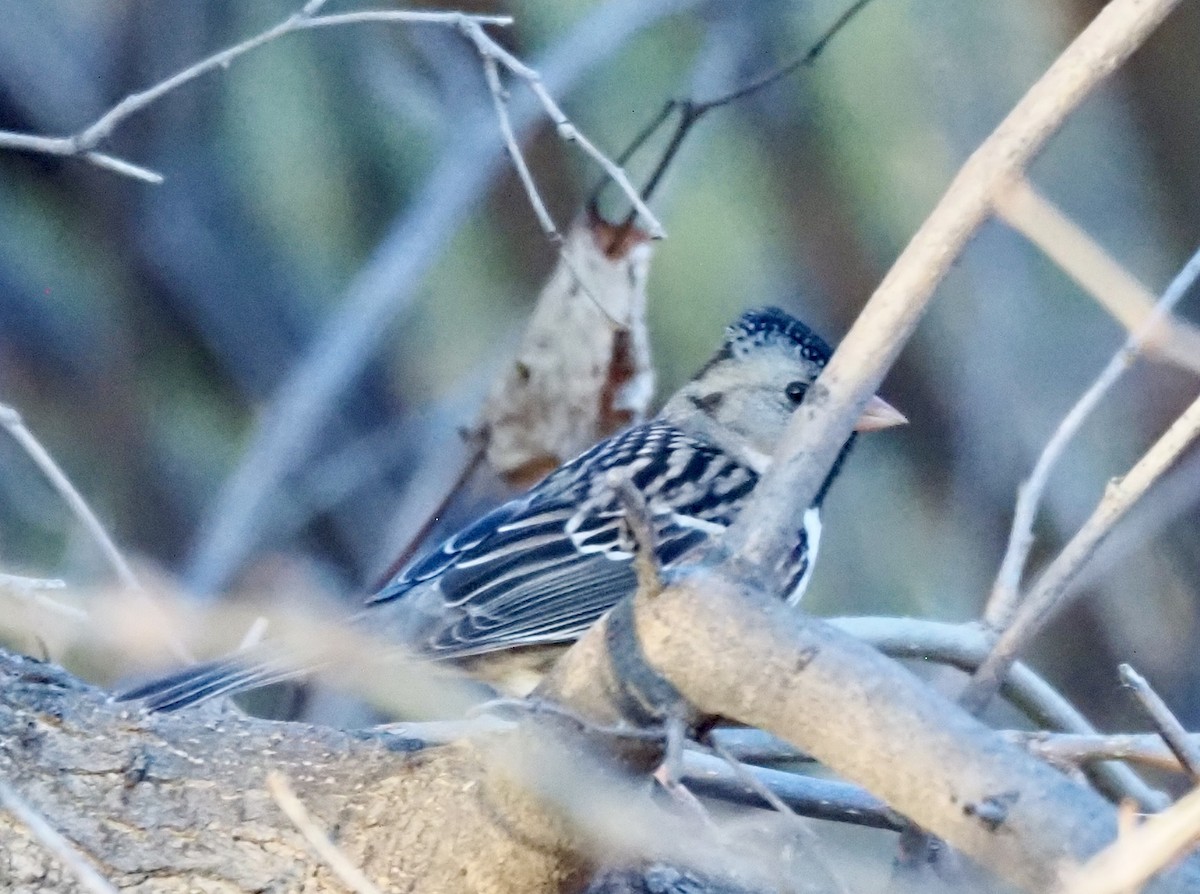 Harris's Sparrow - ML645690861