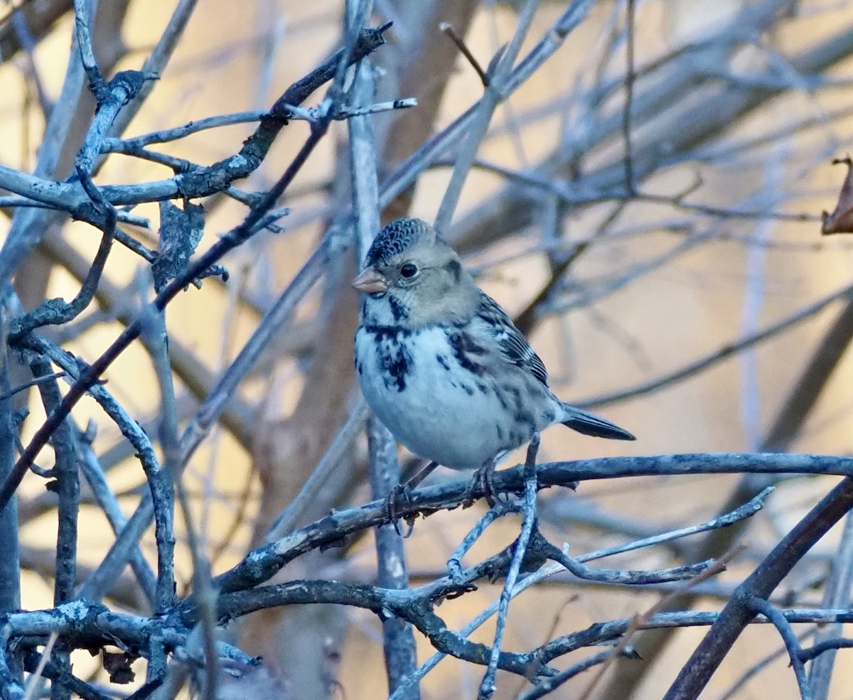 Harris's Sparrow - ML645690862