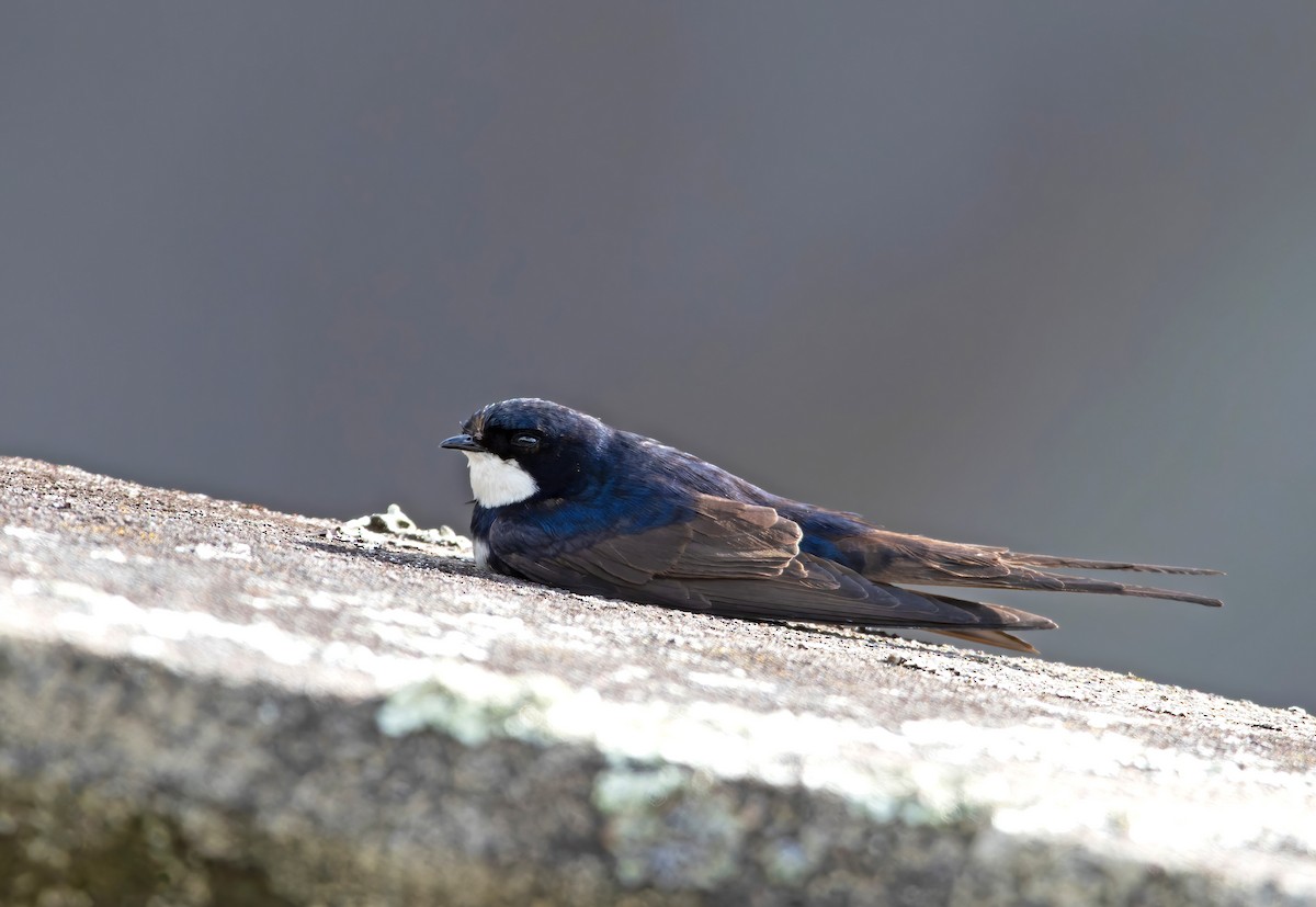 Black-collared Swallow - ML645690863