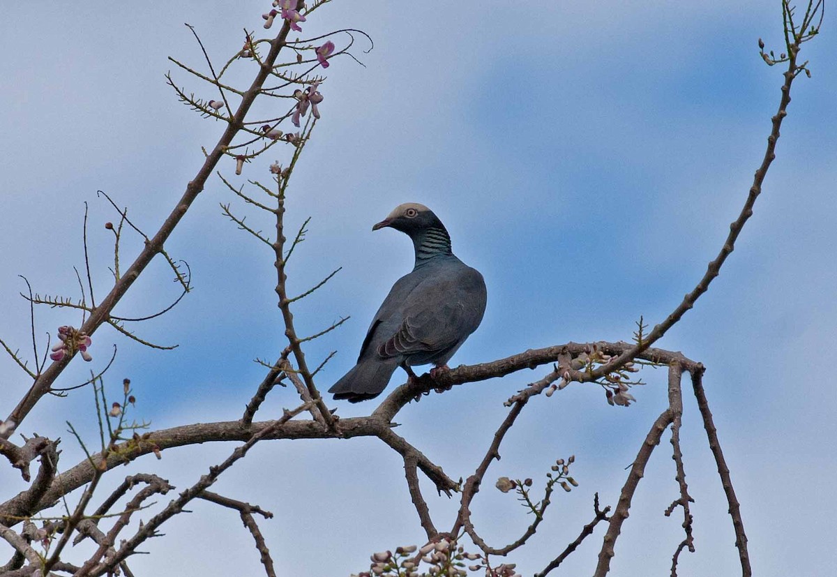 White-crowned Pigeon - ML645690871