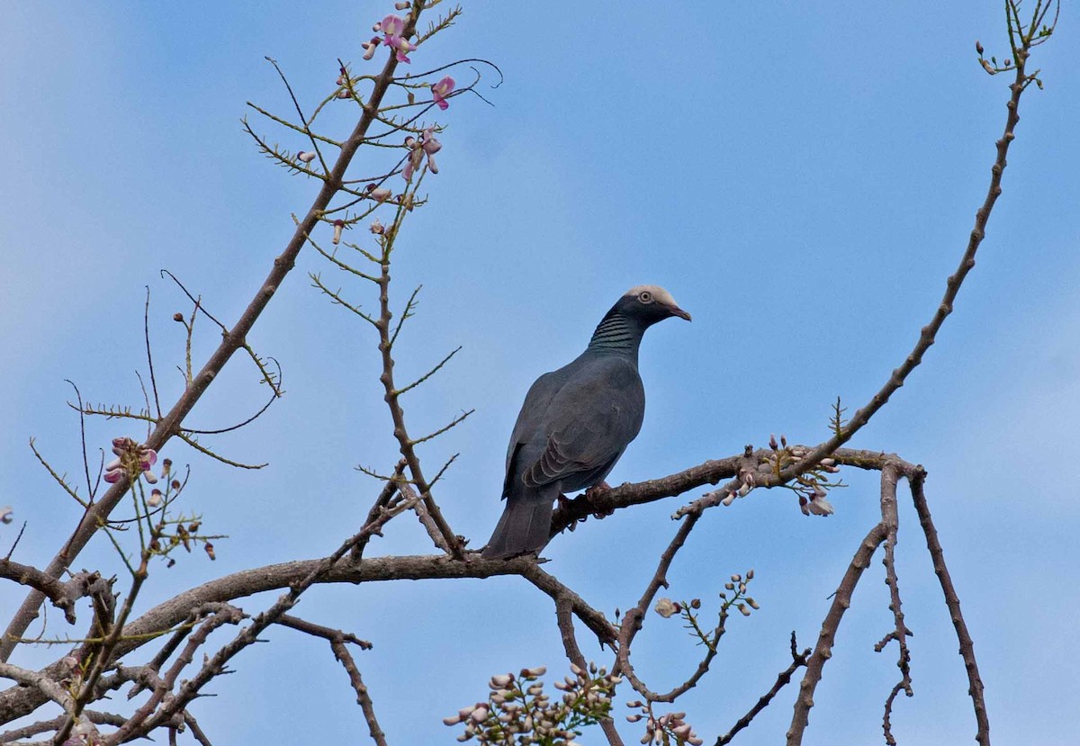 White-crowned Pigeon - ML645690872