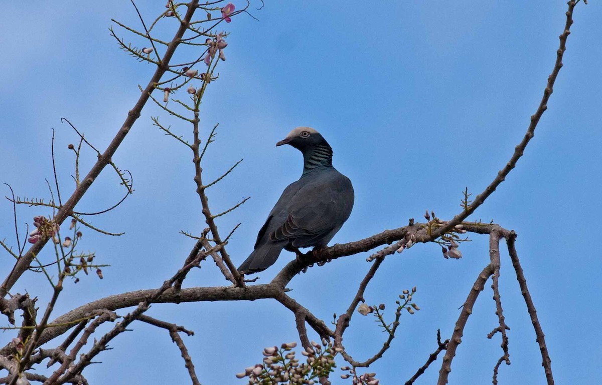 White-crowned Pigeon - ML645690873