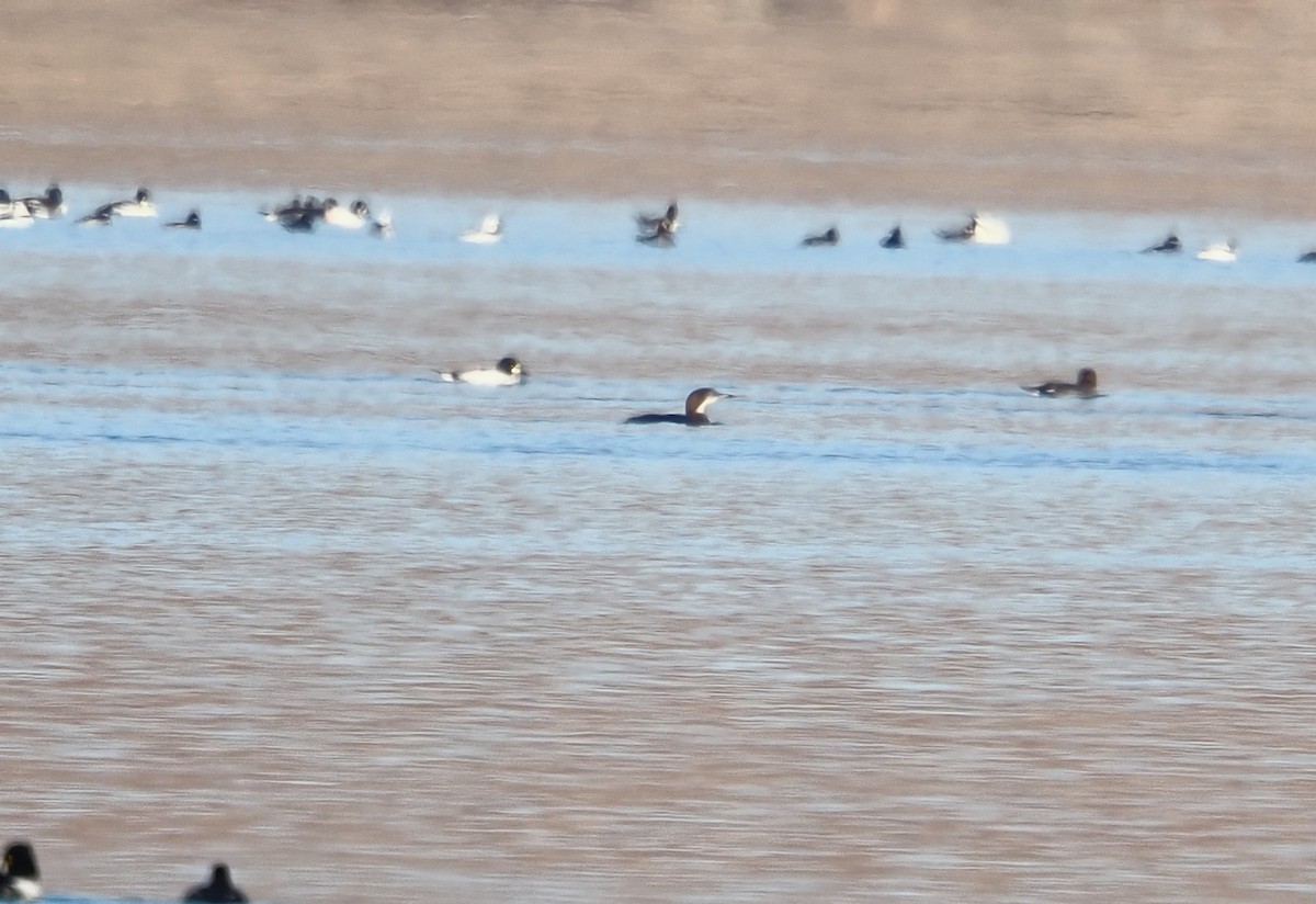 Pacific Loon - ML645690883