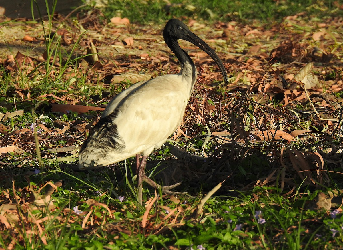 Australian Ibis - ML645690886