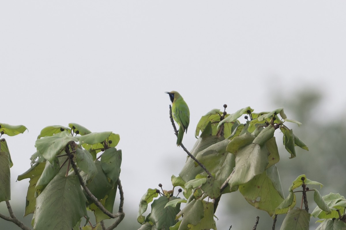 Jerdon's Leafbird - ML645690894